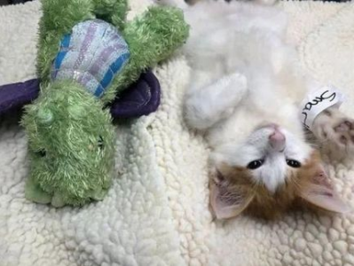 小猫陪伴下的温馨绝育之旅