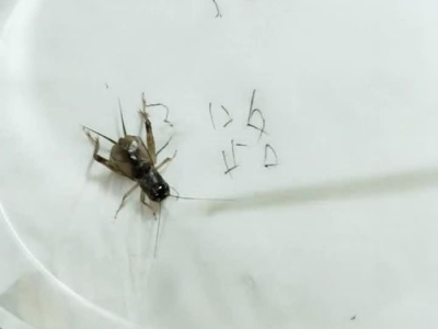 为什么大家喜欢“蛐蛐”别人