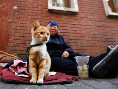 真干事猫：流浪猫接订单的暖心故事